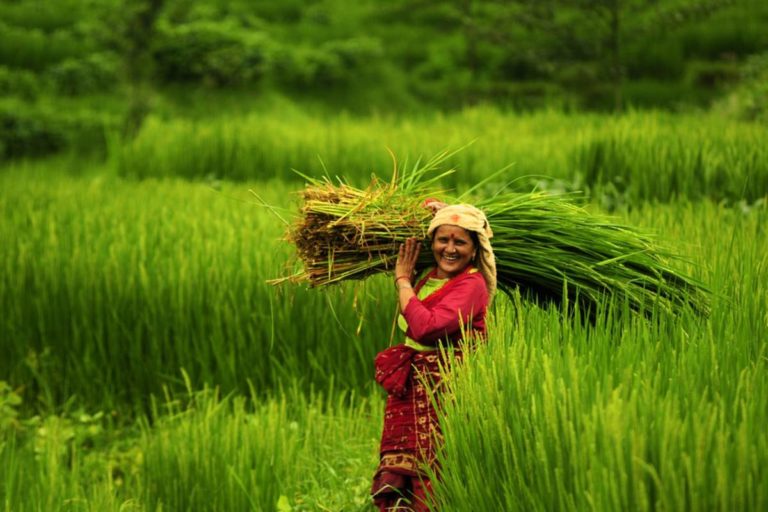 nepal rice field