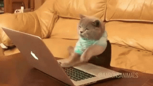 cat typing on macbook