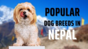 Popular Dog Breeds in Nepal