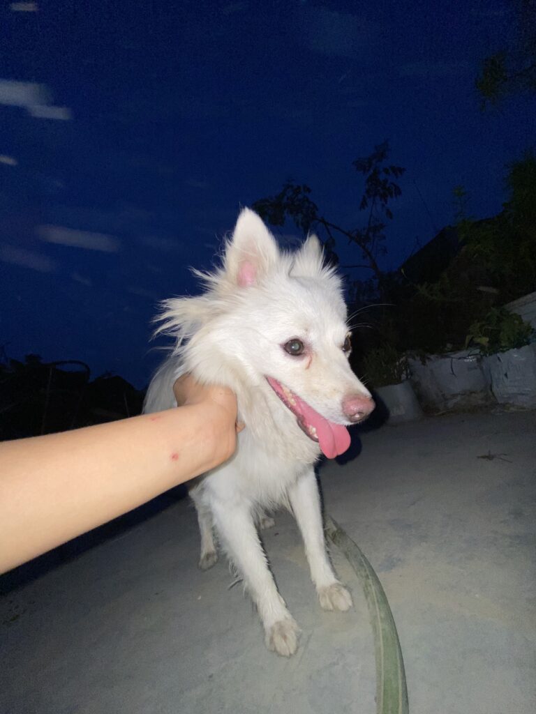 Japanese Spitz Kio