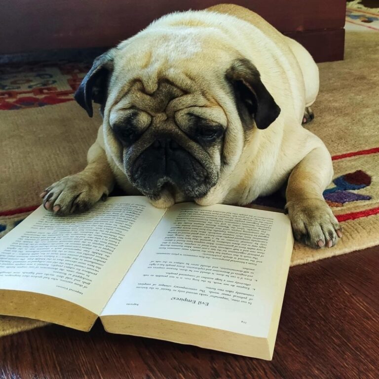 15+ Most Popular Dog Breeds in Nepal 2024